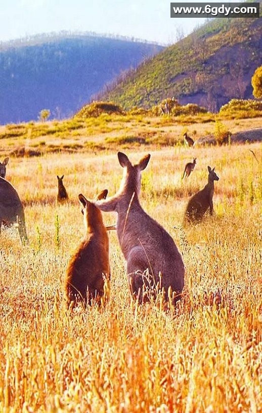 2022年美国纪录片《袋鼠谷》BD中英双字迅雷下载