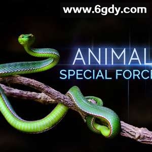 动物特种部队(2017)完结更新第06集迅雷网盘全集下载