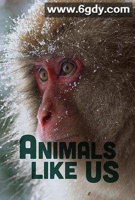 「拟人」动物(2024)完结已完结迅雷网盘全集下载