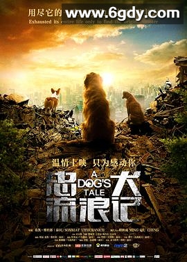 忠犬流浪记(2021)HD高清迅雷网盘磁力下载
